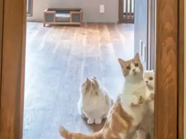 見えるのに行けない猫たち　透明な扉との攻防戦に「理不尽でかわいい」「爆笑した」