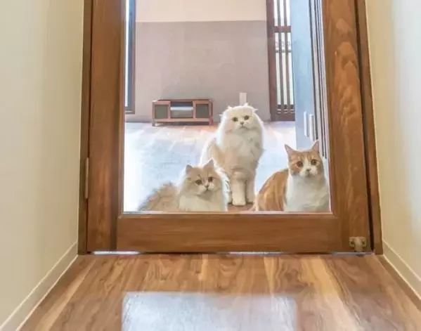 見えるのに行けない猫たち　透明な扉との攻防戦に「理不尽でかわいい」「爆笑した」