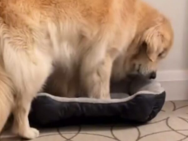 「なんて謙虚な子だ！」　ホテルで借りた犬用ベッドが小さすぎる…ゴールデンが選んだ『行動』とは？