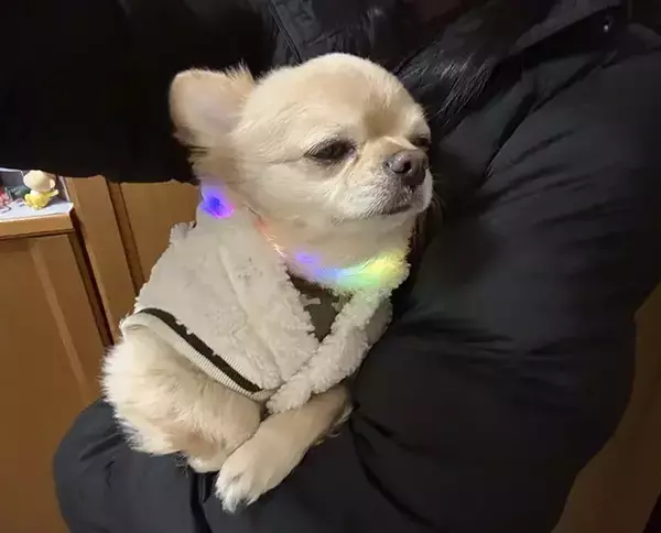 「ねえ見て、あの犬…」　散歩中、笑われた理由に「そりゃ笑うよね」「分かりやすすぎる」