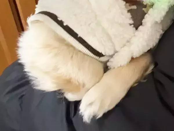 「ねえ見て、あの犬…」　散歩中、笑われた理由に「そりゃ笑うよね」「分かりやすすぎる」