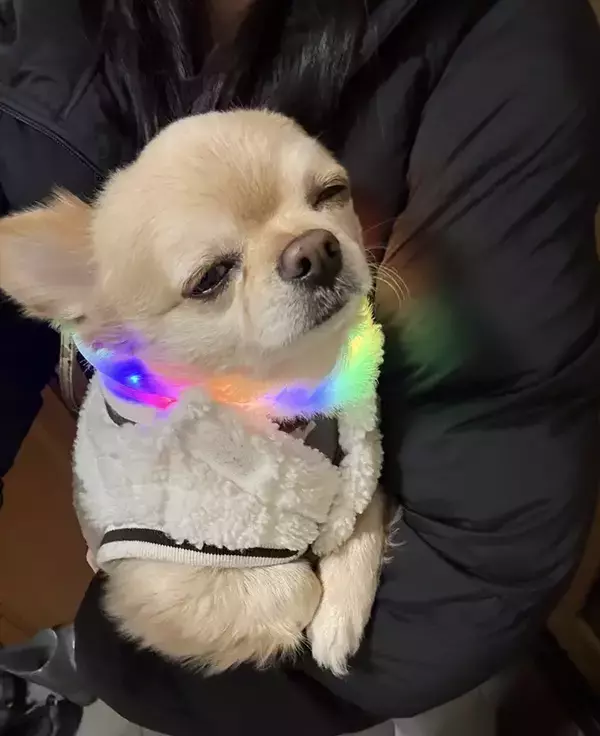 「ねえ見て、あの犬…」　散歩中、笑われた理由に「そりゃ笑うよね」「分かりやすすぎる」