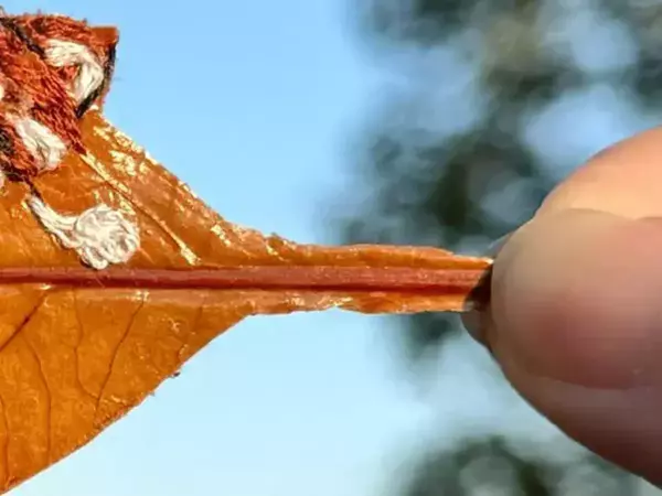 女性が手に取った1枚の葉っぱ　現れたのは？「思わず凝視した」「疲れた心にしみる…」