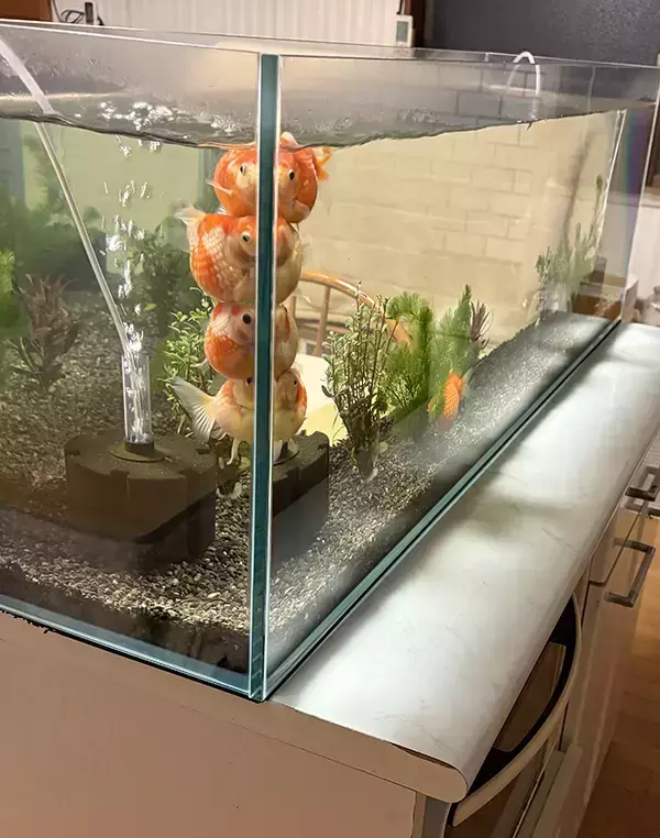 飼い主「もっとあっちで泳ぎなさいよ」　金魚たちの姿に「圧がすごい」「笑いながら泣いた」