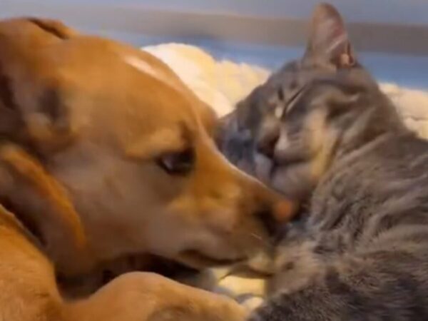 「前世では、夫婦だったんじゃないかな」　猫と犬の動画に「涙が出ちゃう」の声