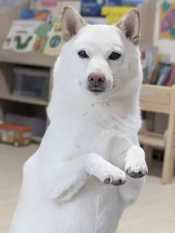 パンをこっそり食べようとした柴犬　しかし、目撃され？「こりゃ、やってるな」「かわいいので無罪」