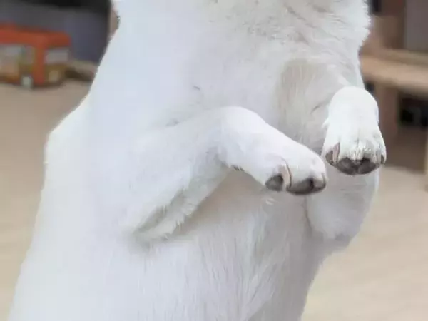 パンをこっそり食べようとした柴犬　しかし、目撃され？「こりゃ、やってるな」「かわいいので無罪」