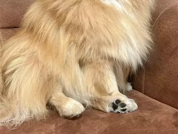 「観測史上一番すごい」　ポメラニアンの寝癖に「ほぼスカイツリー」「笑った！」