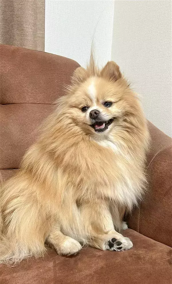 「観測史上一番すごい」　ポメラニアンの寝癖に「ほぼスカイツリー」「笑った！」