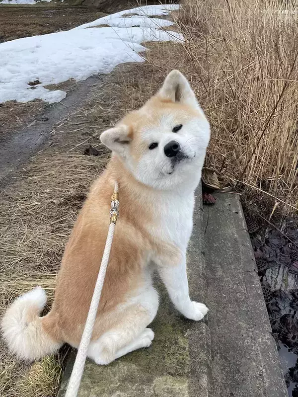 秋田犬の『おねだり顔』　ハートを射抜かれる表情に「これはずるい！」