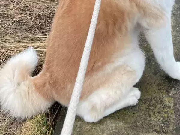 秋田犬の『おねだり顔』　ハートを射抜かれる表情に「これはずるい！」