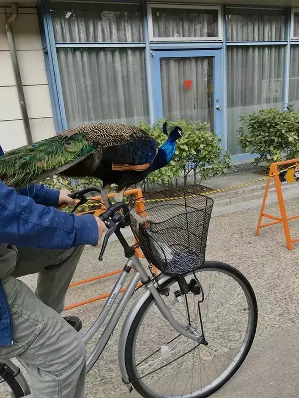 【なぜ】京都大学に出没する『クジャク』　世話する学生に話を聞くと？