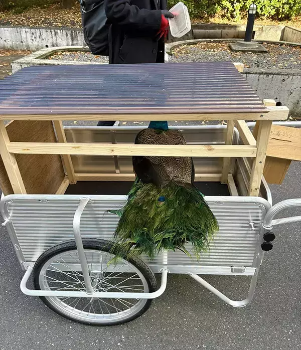 【なぜ】京都大学に出没する『クジャク』　世話する学生に話を聞くと？