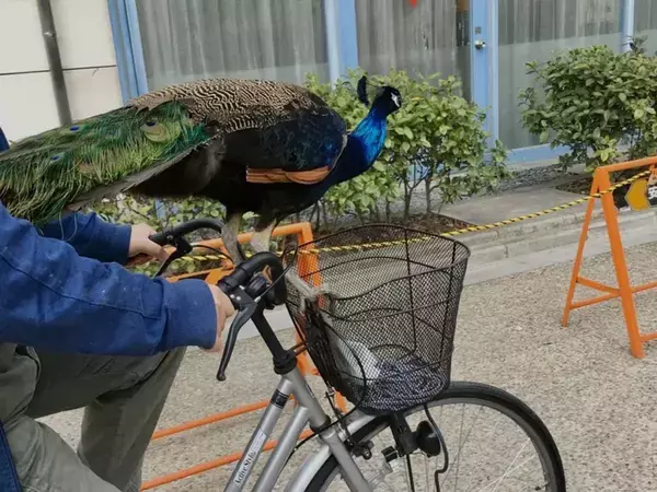 【なぜ】京都大学に出没する『クジャク』　世話する学生に話を聞くと？