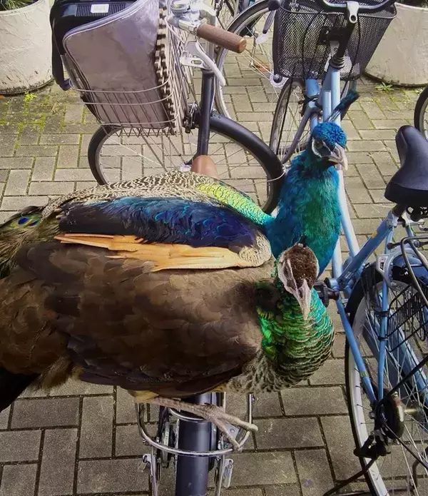 【なぜ】京都大学に出没する『クジャク』　世話する学生に話を聞くと？