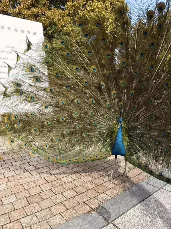 【なぜ】京都大学に出没する『クジャク』　世話する学生に話を聞くと？