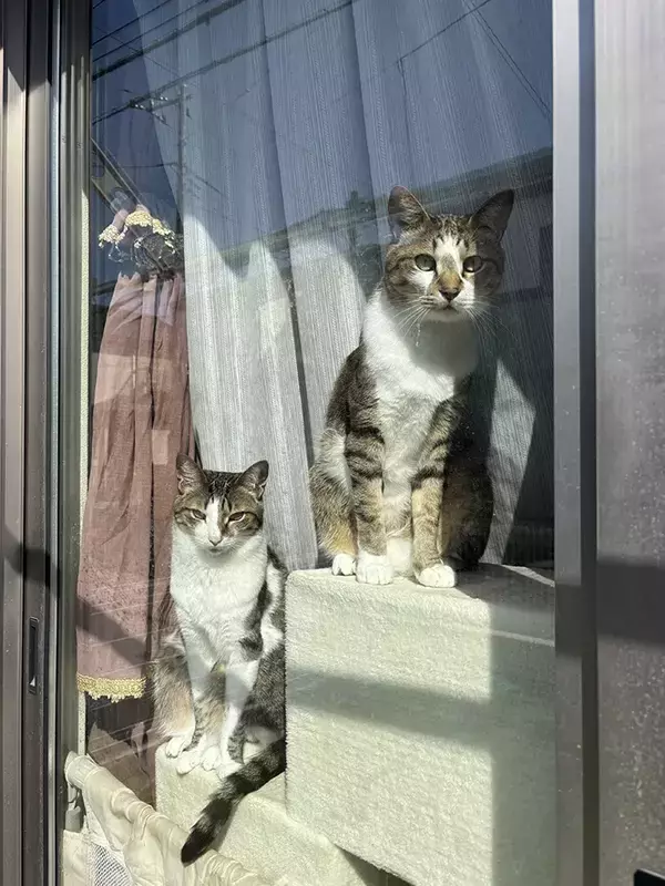「1時間この状態です」　2匹が窓際でじっとしている理由が？「かわいすぎ」「アイドル気分」
