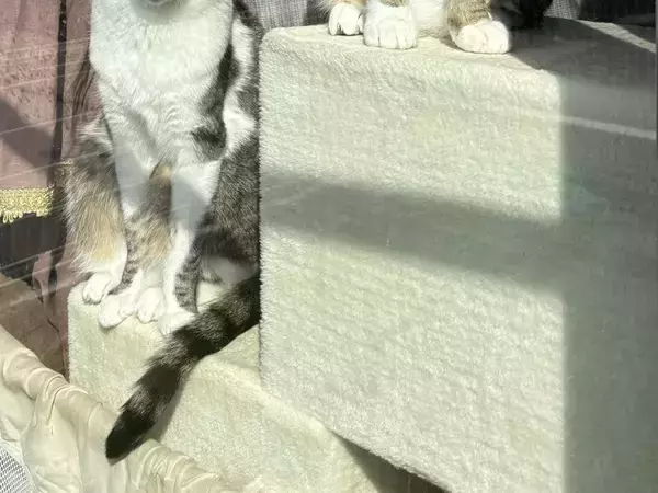 「1時間この状態です」　2匹が窓際でじっとしている理由が？「かわいすぎ」「アイドル気分」