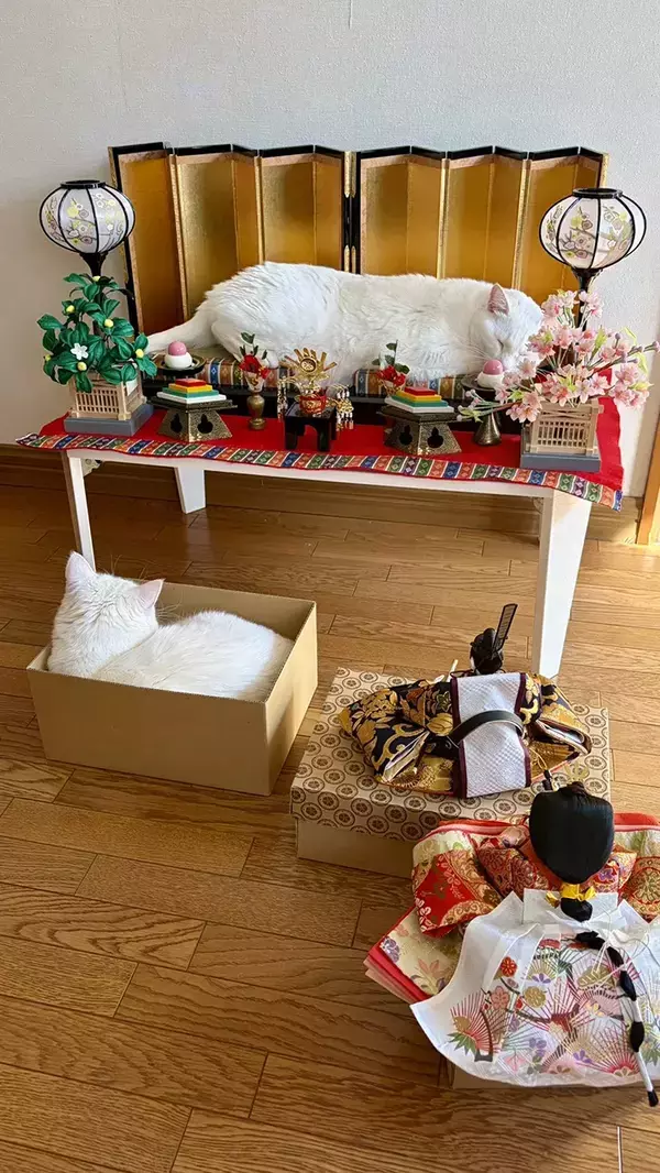 ひな人形が置けないワケ　邪魔をしていたのは…「めちゃくちゃ笑った」「豪快だなぁ」