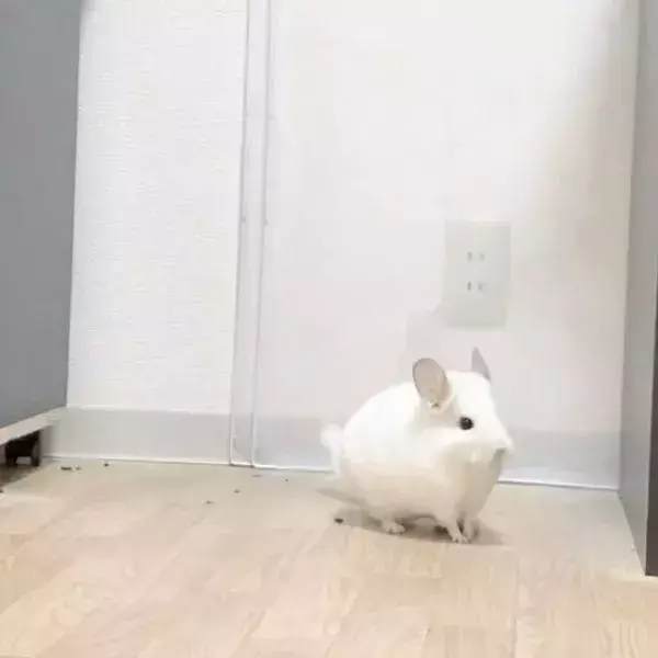 好奇心で隙間にダイブしたチンチラ　予想外の結末に「最初から最後までかわいい！」