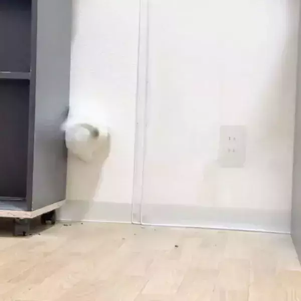 好奇心で隙間にダイブしたチンチラ　予想外の結末に「最初から最後までかわいい！」