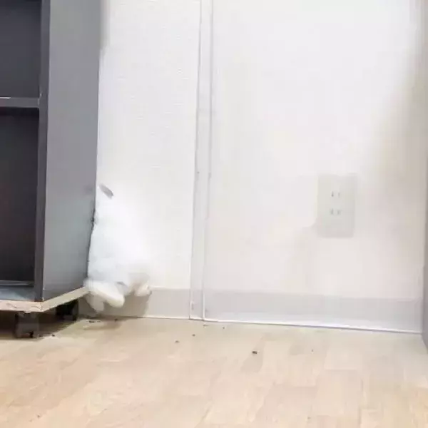 好奇心で隙間にダイブしたチンチラ　予想外の結末に「最初から最後までかわいい！」