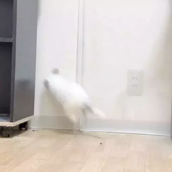 好奇心で隙間にダイブしたチンチラ　予想外の結末に「最初から最後までかわいい！」