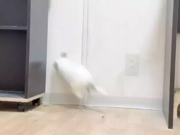 好奇心で隙間にダイブしたチンチラ　予想外の結末に「最初から最後までかわいい！」