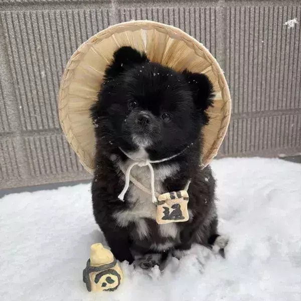 雪の中に置かれた『信楽焼たぬき』　よく見ると？「AI画像かと」「びっくり」