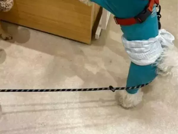 おやつの試食を前にして思わず二足歩行に！　感情むき出しの犬が見せたアピールがコチラ