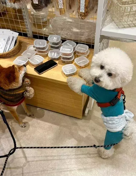 試食コーナーを発見したビションフリーゼ　隠しきれない食いしん坊な本能が爆発