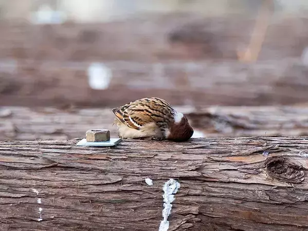 頭がかゆいスズメ、後ろから撮ると？　「これはかわいい」「いじけてるみたい」
