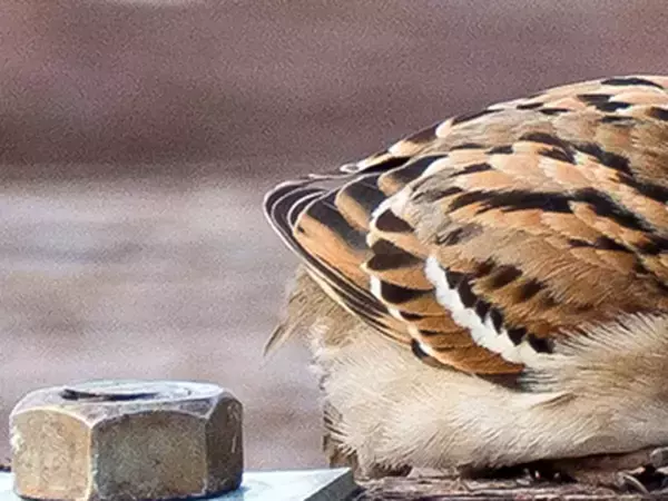 頭がかゆいスズメ、後ろから撮ると？　「これはかわいい」「いじけてるみたい」