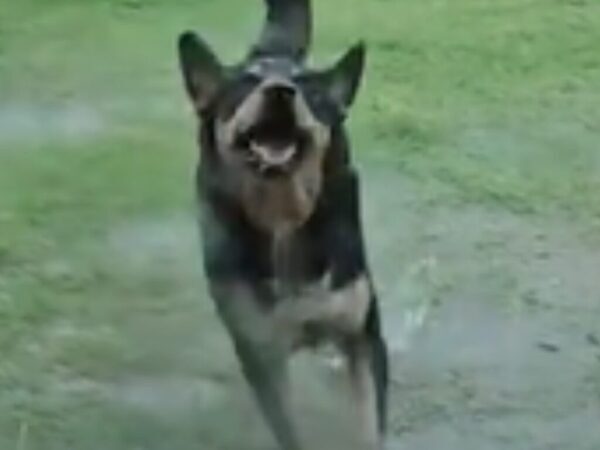 「酷い飼い主だと思われてる」　雷雨の中、犬が庭で遊ぶ理由が？「大笑いした」「人間の子供みたい」