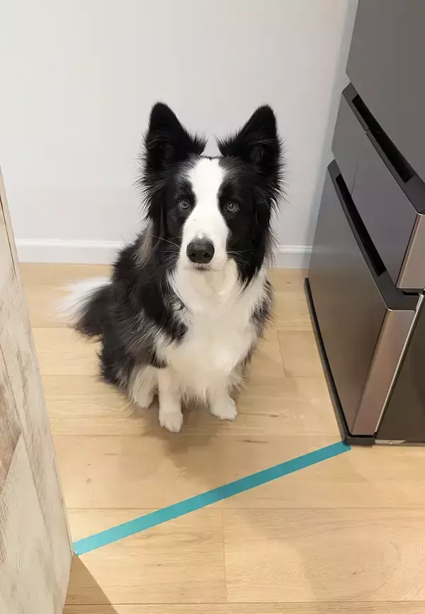 犬向けに『立ち入り禁止』の対策　犬がとった行動に「100点あげたい」「その手があったか！」