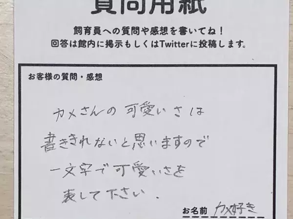 飼育員の回答に「神がかってる」「天才か」　カメのかわいさを『一文字』で書くと？