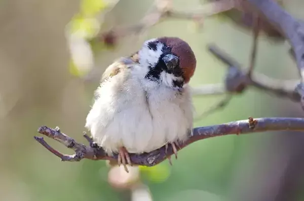 写真家「なんかあざとい…」　正面を向いたスズメが？「自分がかわいいって知ってる」