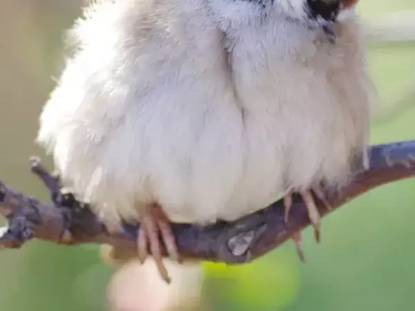 写真家「なんかあざとい…」　正面を向いたスズメが？「自分がかわいいって知ってる」