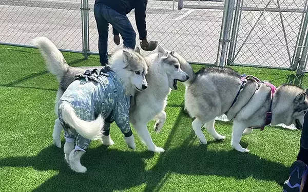 ドッグランで『玉突き事故』…　ハスキー３匹が？「前方確認を」「ギュってなってる」