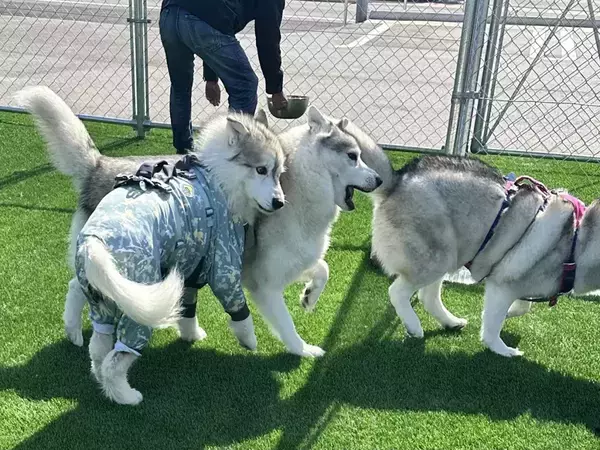 ドッグランで『玉突き事故』…　ハスキー３匹が？「前方確認を」「ギュってなってる」