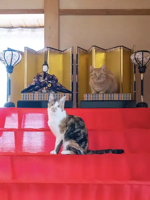 家で雛人形を飾っていたら？　目に飛び込んできた光景に「違和感なさすぎ」「もうこれでいいよ」