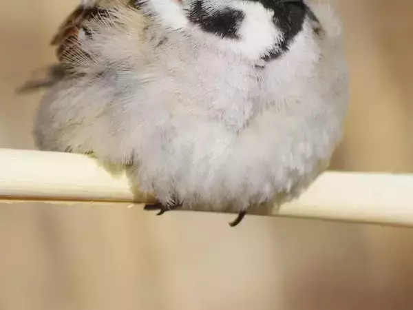 写真家「あらら、完全に…」　スズメの１枚に「溶けてる」「抗えない可愛さ」