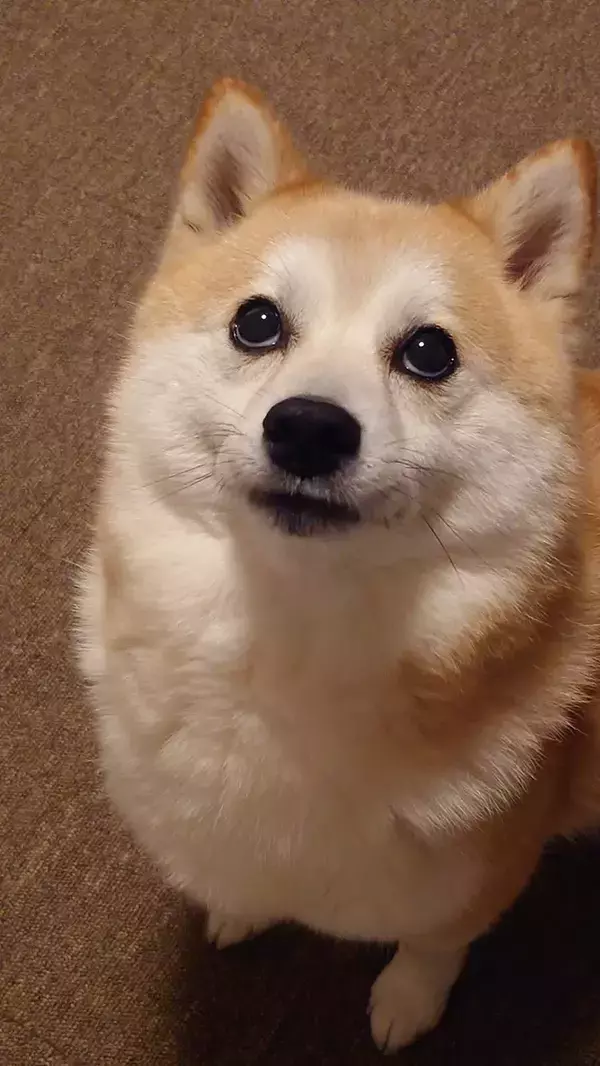 「靴下とった？」と聞かれた柴犬　見せた顔に「その表情、やってんな？」「分かりやすくて笑った」