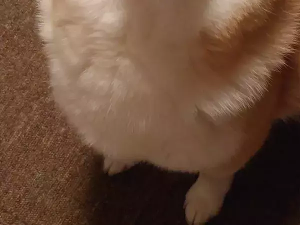 「靴下とった？」と聞かれた柴犬　見せた顔に「その表情、やってんな？」「分かりやすくて笑った」