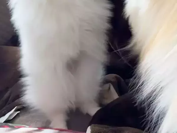 ポメラニアンの『じゃれあい』が白熱しすぎた結果？　オチに「圧がすごい」「何があったの！？」