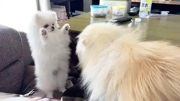 ポメラニアンの『じゃれあい』が白熱しすぎた結果？　オチに「圧がすごい」「何があったの！？」