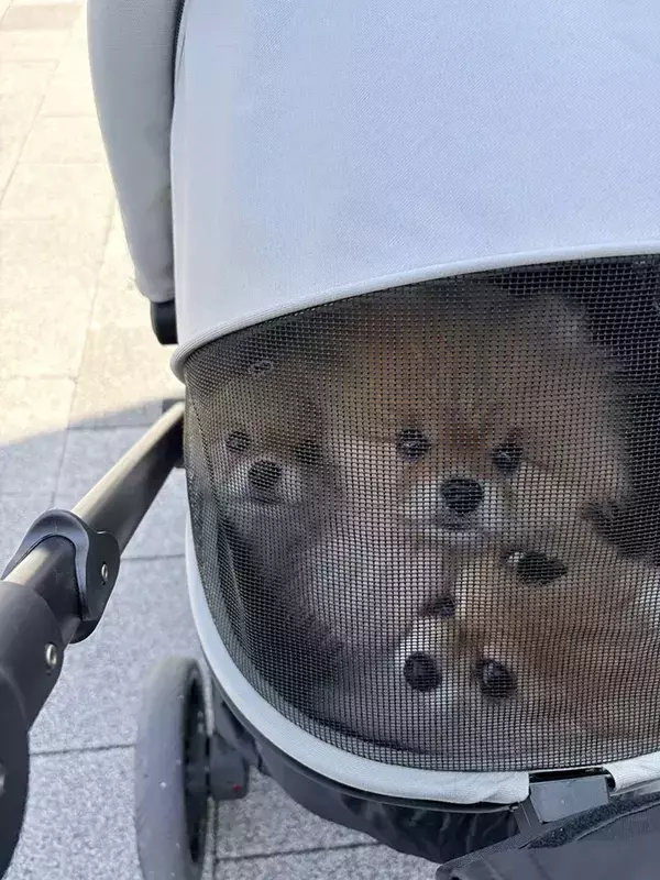 ケルベロスみたい…　３匹のポメラニアンがペットカートに乗ると？