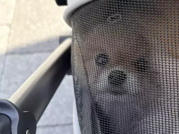 ケルベロスみたい…　３匹のポメラニアンがペットカートに乗ると？