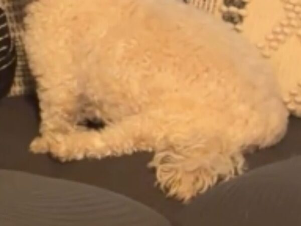 「目が見えないのはどの犬でしょう？」　3匹の犬の姿に「大笑いしちゃってごめんなさい」