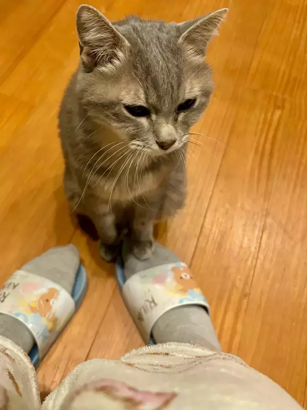 16歳のおじいちゃん猫の『控え目アピール』が話題　抱っこしてほしい時は？